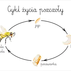 Cykl życia pszczoły: od jaja, przez larwę i poczwarkę, do dorosłej pszczoły.