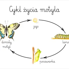 Cykl rozwojowy motyla: jajo, larwa, poczwarka, dorosły motyl. Piękna ilustracja przedstawiająca przemianę.