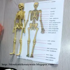 Dziecko poznaje ludzki układ kostny, porównując model z ilustracją.