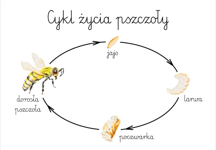 Cykl życia pszczoły: od jaja, przez larwę i poczwarkę, do dorosłej pszczoły.