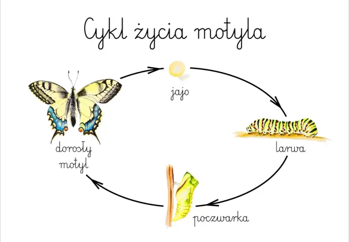 Cykl rozwojowy motyla: jajo, larwa, poczwarka, dorosły motyl. Piękna ilustracja przedstawiająca przemianę.