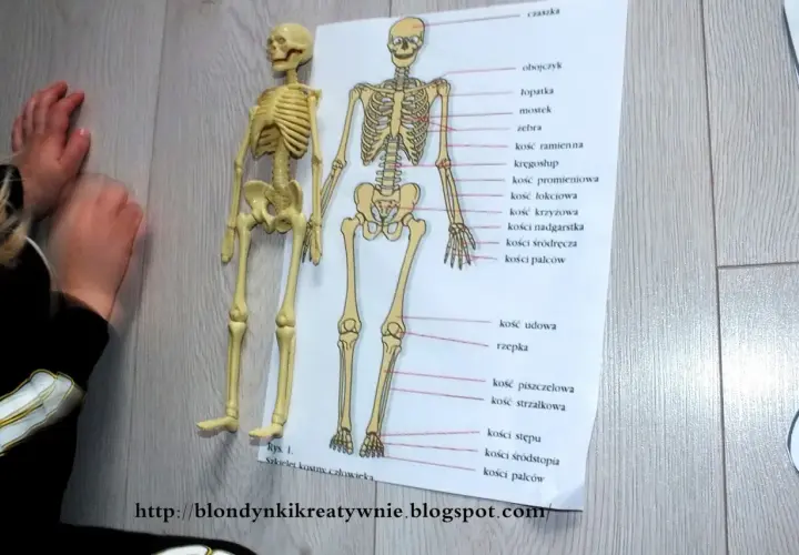 Dziecko poznaje ludzki układ kostny, porównując model z ilustracją.