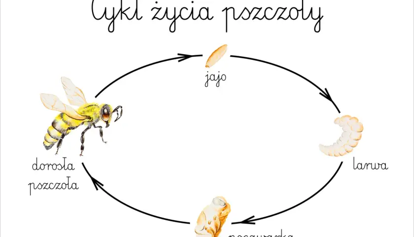 Cykl życia pszczoły: od jaja, przez larwę i poczwarkę, do dorosłej pszczoły.