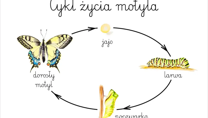Cykl rozwojowy motyla: jajo, larwa, poczwarka, dorosły motyl. Piękna ilustracja przedstawiająca przemianę.