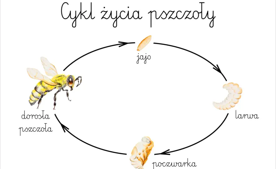 Rozwój pszczoły - 4 etapy. Karty pracy dla dzieci!