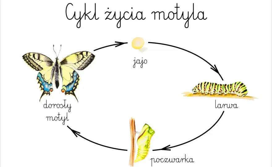 Cykl rozwojowy motyla dla dzieci - Jak wytłumaczyć metamorfozę?