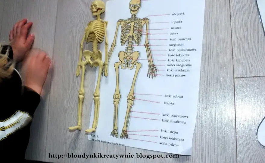 Szkielet dla dzieci - Jak uczyć kości i anatomii?