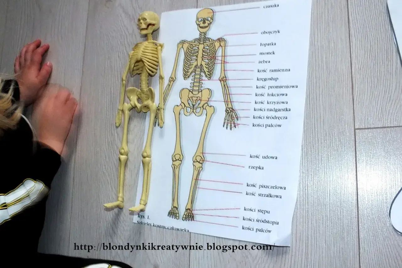 Dziecko poznaje ludzki układ kostny, porównując model z ilustracją.