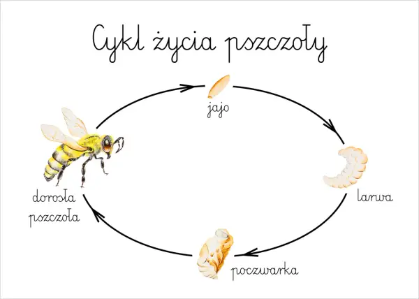 Cykl życia pszczoły: od jaja, przez larwę i poczwarkę, do dorosłej pszczoły.